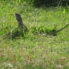 Pogona barbata at Stromlo, ACT - suppressed