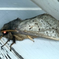 Oxycanus silvanus (Pale Oxycanus) at Watson, ACT - 7 Jun 2023 by jb2602