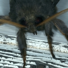 Oxycanus silvanus at Watson, ACT - 7 Jun 2023 10:41 PM