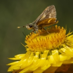 Taractrocera papyria (White-banded Grass-dart) at Symonston, ACT - 29 Oct 2023 by trevsci