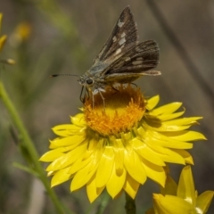 Trapezites luteus (Yellow Ochre, Rare White-spot Skipper) at Symonston, ACT - 29 Oct 2023 by trevsci