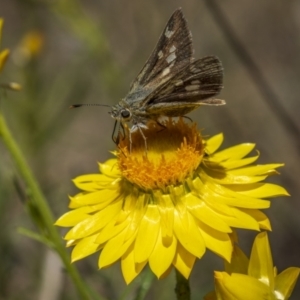 Trapezites luteus at Symonston, ACT - 29 Oct 2023 11:39 AM