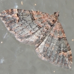 Epyaxa sodaliata (Sodaliata Moth, Clover Moth) at Pollinator-friendly garden Conder - 3 Jun 2023 by michaelb