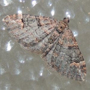 Epyaxa sodaliata at Conder, ACT - 3 Jun 2023