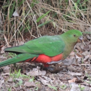 Alisterus scapularis at Conder, ACT - 4 Jul 2023