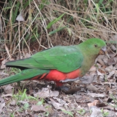 Alisterus scapularis (Australian King-Parrot) at Conder, ACT - 4 Jul 2023 by michaelb