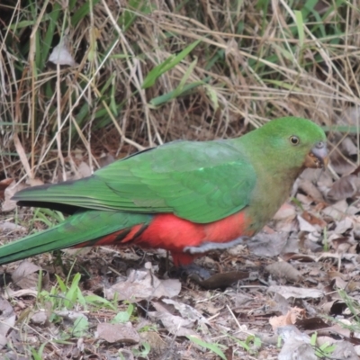 Alisterus scapularis (Australian King-Parrot) at Pollinator-friendly garden Conder - 4 Jul 2023 by michaelb