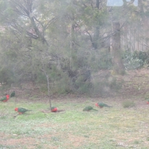 Alisterus scapularis at Conder, ACT - 4 Jul 2023