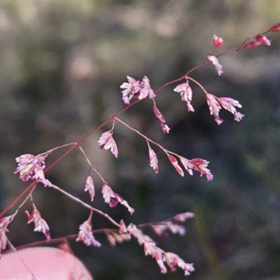 Poa sieberiana var. sieberiana (Snowgrass) at Belconnen, ACT - 28 Oct 2023 by sangio7