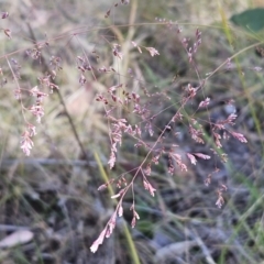 Poa sieberiana var. sieberiana at Belconnen, ACT - 29 Oct 2023