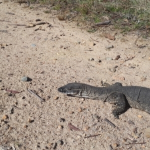 Varanus rosenbergi at Rendezvous Creek, ACT - 19 Oct 2023