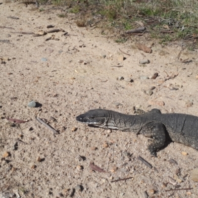 Varanus rosenbergi (Heath or Rosenberg's Monitor) at Rendezvous Creek, ACT - 19 Oct 2023 by mikkipp