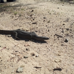 Varanus rosenbergi at Rendezvous Creek, ACT - 19 Oct 2023