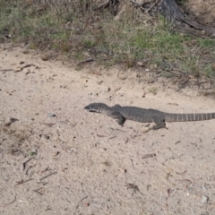 Varanus rosenbergi at Rendezvous Creek, ACT - 19 Oct 2023