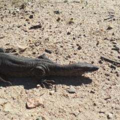 Varanus rosenbergi at Rendezvous Creek, ACT - 19 Oct 2023