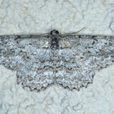 Psilosticha absorpta (Fine-waved Bark Moth) at Hackett, ACT - 7 Jun 2023 by jb2602