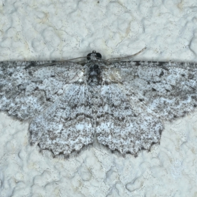 Psilosticha absorpta (Fine-waved Bark Moth) at Hackett, ACT - 8 Jun 2023 by jb2602