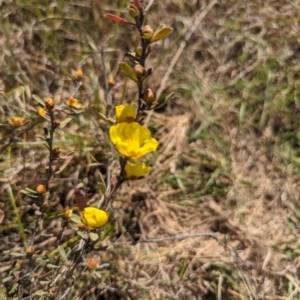 Hibbertia obtusifolia at Latham, ACT - 30 Oct 2023