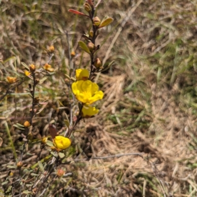 Hibbertia obtusifolia (Grey Guinea-flower) at Latham, ACT - 30 Oct 2023 by rbannister