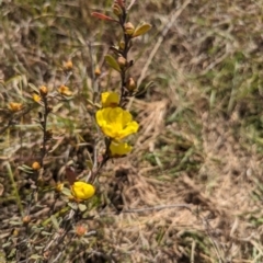 Hibbertia obtusifolia (Grey Guinea-flower) at Latham, ACT - 29 Oct 2023 by rbannister