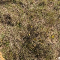 Hibbertia obtusifolia at Latham, ACT - 30 Oct 2023