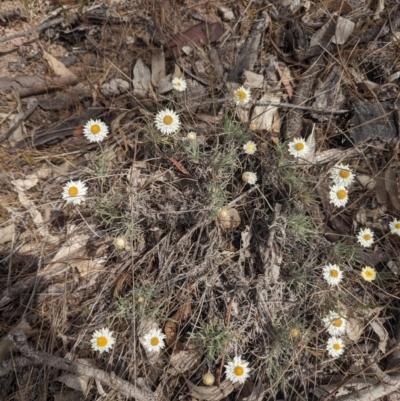 Leucochrysum albicans subsp. tricolor (Hoary Sunray) at Latham, ACT - 30 Oct 2023 by rbannister