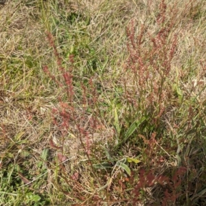 Rumex acetosella at Latham, ACT - 30 Oct 2023