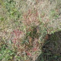 Rumex acetosella at Latham, ACT - 30 Oct 2023 12:14 PM