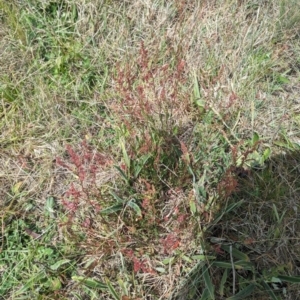 Rumex acetosella at Latham, ACT - 30 Oct 2023 12:14 PM