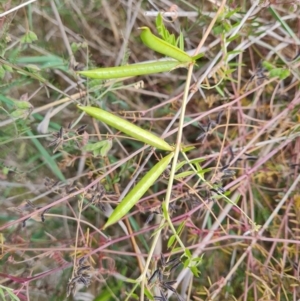 Vicia sativa subsp. nigra at O'Malley, ACT - 30 Oct 2023 12:52 PM