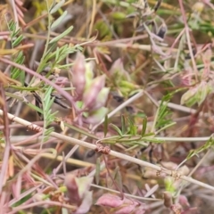 Vicia disperma (Two Seeded Vetch) at O'Malley, ACT - 30 Oct 2023 by Mike