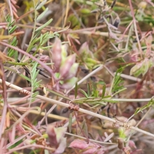 Vicia disperma at O'Malley, ACT - 30 Oct 2023 12:51 PM