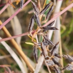 Vicia disperma at O'Malley, ACT - 30 Oct 2023