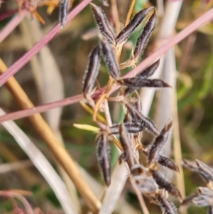 Vicia disperma at O'Malley, ACT - 30 Oct 2023