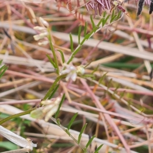 Vicia disperma at O'Malley, ACT - 30 Oct 2023