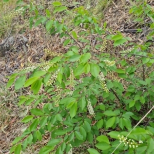 Prunus serotina at Garran, ACT - 30 Oct 2023 12:44 PM