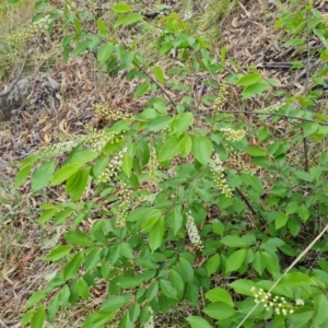 Prunus serotina at Garran, ACT - 30 Oct 2023