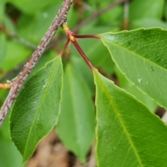 Prunus serotina at Garran, ACT - 30 Oct 2023