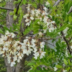 Robinia pseudoacacia (Black Locust) at Garran, ACT - 30 Oct 2023 by Mike