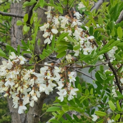 Robinia pseudoacacia (Black Locust) at Garran, ACT - 30 Oct 2023 by Mike