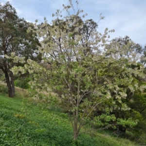 Robinia pseudoacacia at O'Malley, ACT - 30 Oct 2023