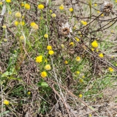 Calotis lappulacea (Yellow Burr Daisy) at Symonston, ACT - 30 Oct 2023 by Mike