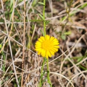 Calotis lappulacea at Symonston, ACT - 30 Oct 2023