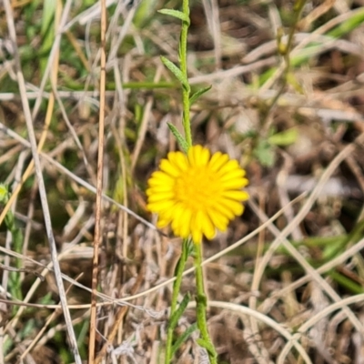 Calotis lappulacea (Yellow Burr Daisy) at Mount Mugga Mugga - 30 Oct 2023 by Mike