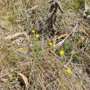 Calotis lappulacea at Symonston, ACT - 30 Oct 2023