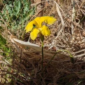 Goodenia pinnatifida at Evatt, ACT - 25 Oct 2023