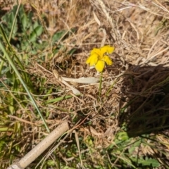 Goodenia pinnatifida at Evatt, ACT - 25 Oct 2023