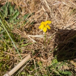 Goodenia pinnatifida at Evatt, ACT - 25 Oct 2023