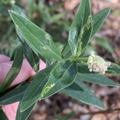 Pimelea ligustrina subsp. hypericina (Tall Rice-flower) at Cambewarra, NSW - 5 Oct 2023 by Tapirlord