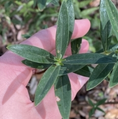 Pimelea ligustrina subsp. hypericina at Cambewarra, NSW - 5 Oct 2023